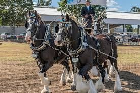 Two draft horses in harness, led by a rider in a show ring. Horses are dark with white leg feathers, shiny tack.