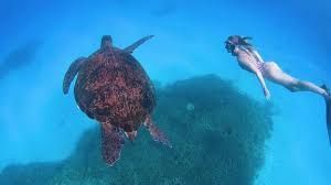 A sea turtle swims near a person snorkeling underwater in blue water.
