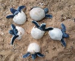 Six baby sea turtles, with blue flippers, crawl out of their cracked eggs in sand.