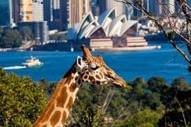 A giraffe is standing in front of the opera house in sydney.