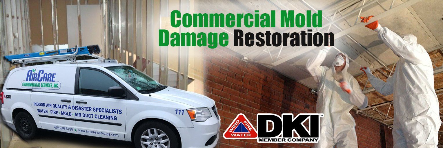 mold removal & remediation