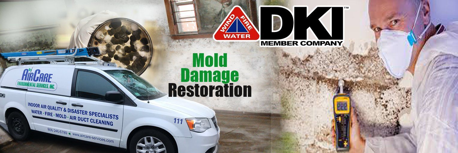 mold inspection & removal
