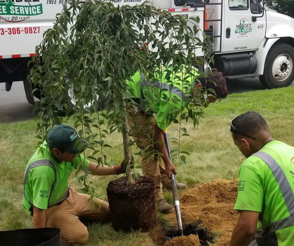Men Planting Tree — Springfield, MA — Mendez Tree Service LLC