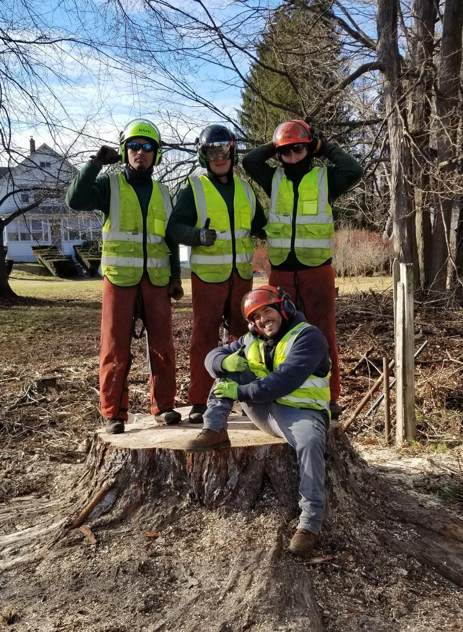 Men Standing And Sitting On Large Stump — Springfield, MA — Mendez Tree Service LLC