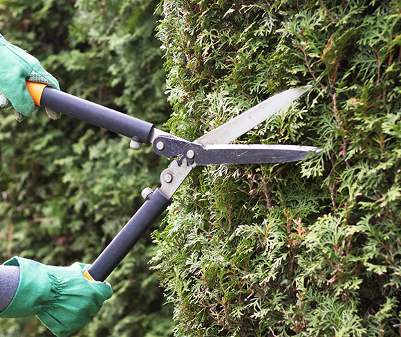 A person is cutting a hedge with a pair of scissors.