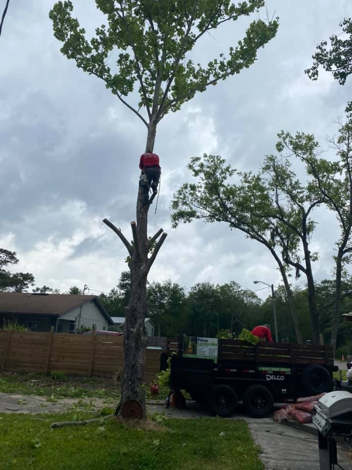 A man in a red shirt is climbing a tree