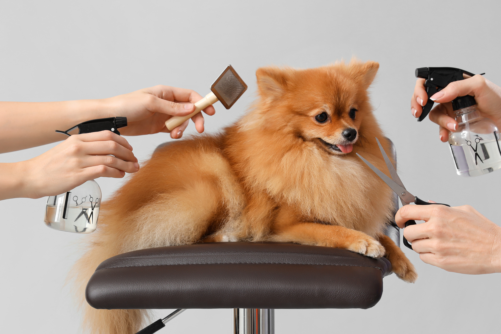 A long haired dog being groomed