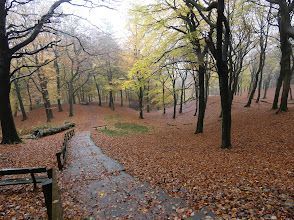 A path in the middle of a forest with trees and leaves on the ground.