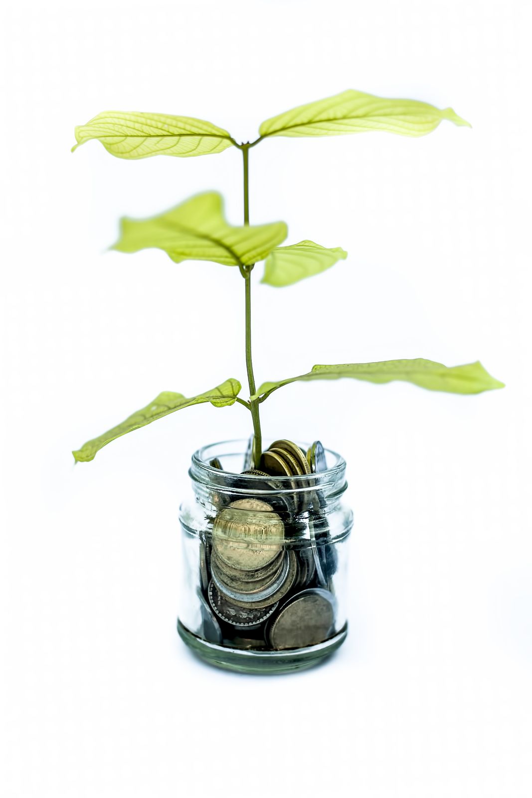 Eine relativ kleine Pflanze wächst symbolisch zur Verdeutlichung von sparsamen Geldwachstum aus einem Einmachglas mit Geldmünzen