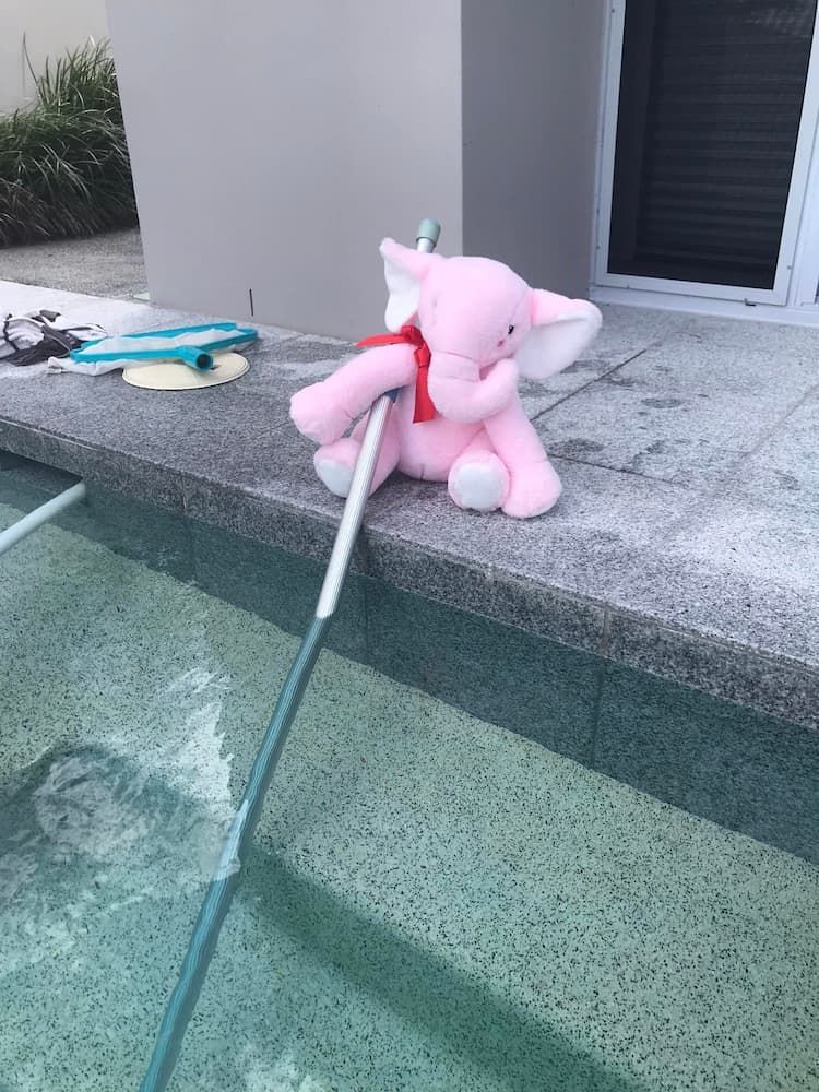 A Pink Stuffed Elephant is Sitting on the Edge of a Pool — Penguin Pools In Robina, QLD