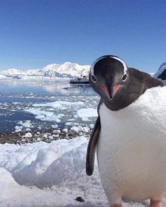 A Swimming Pool With A Blue Tile Border And A Reflection Of Palm Trees In The Water — Penguin Pools In Robina, QLD