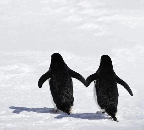 Two Penguins Holding Hands — Penguin Pools In Robina, QLD