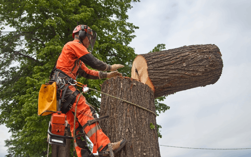 Arborist in orange suit cutting a large tree trunk with a chainsaw.