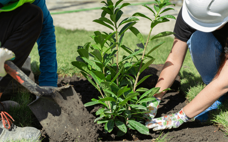 Two people planting a leafy green plant in soil outdoors, one using a shovel, one wearing gloves.