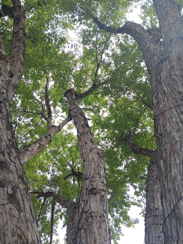 Tall trees with textured bark, reaching toward the sky with green leaves.