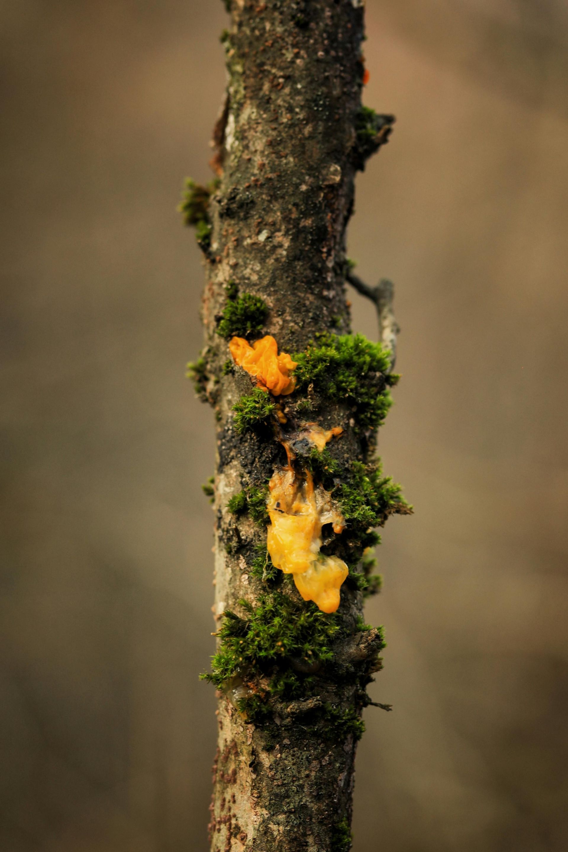 Tree branch with vibrant orange slime mold and green moss.