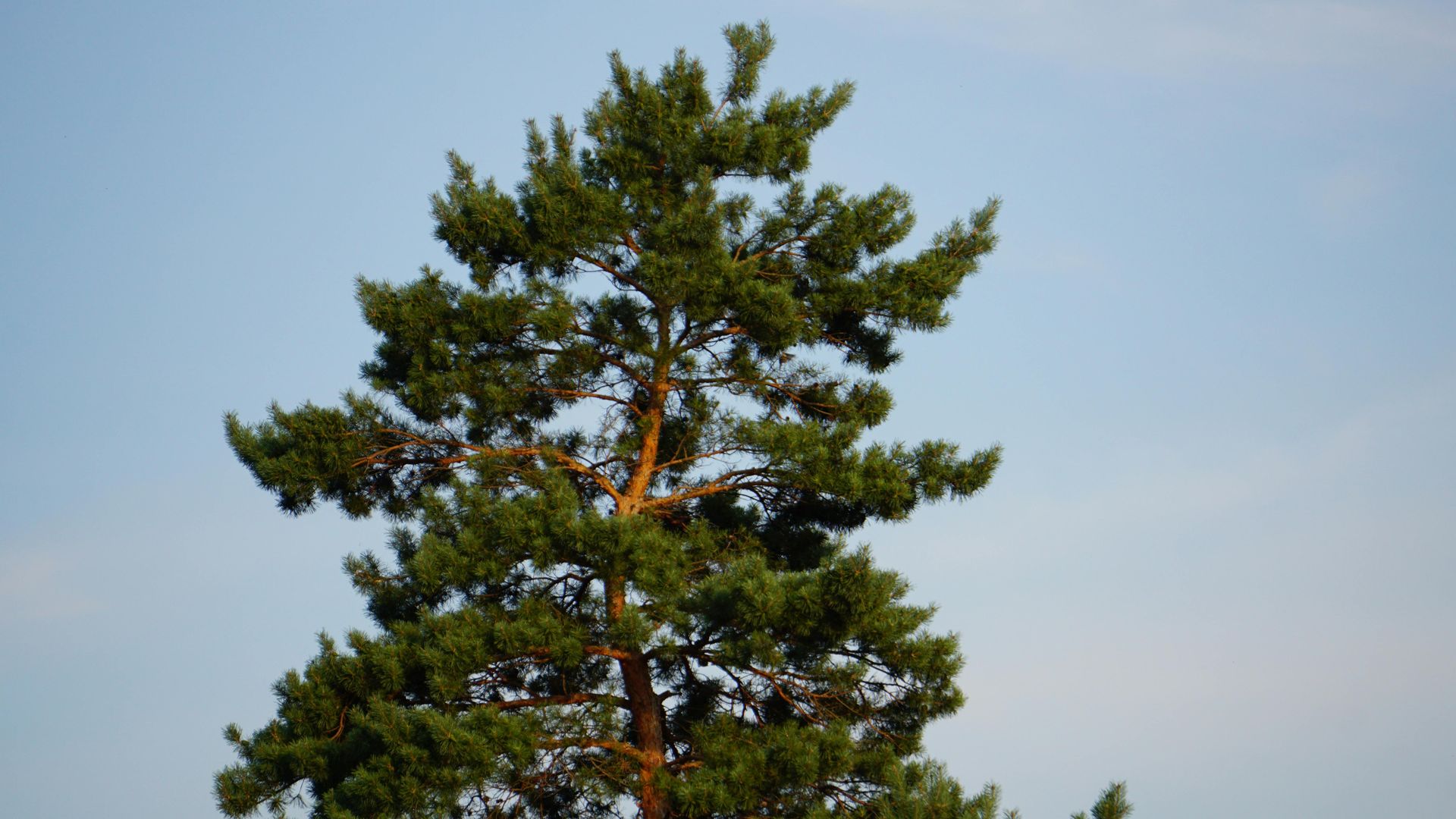 Green pine tree against a clear blue sky.
