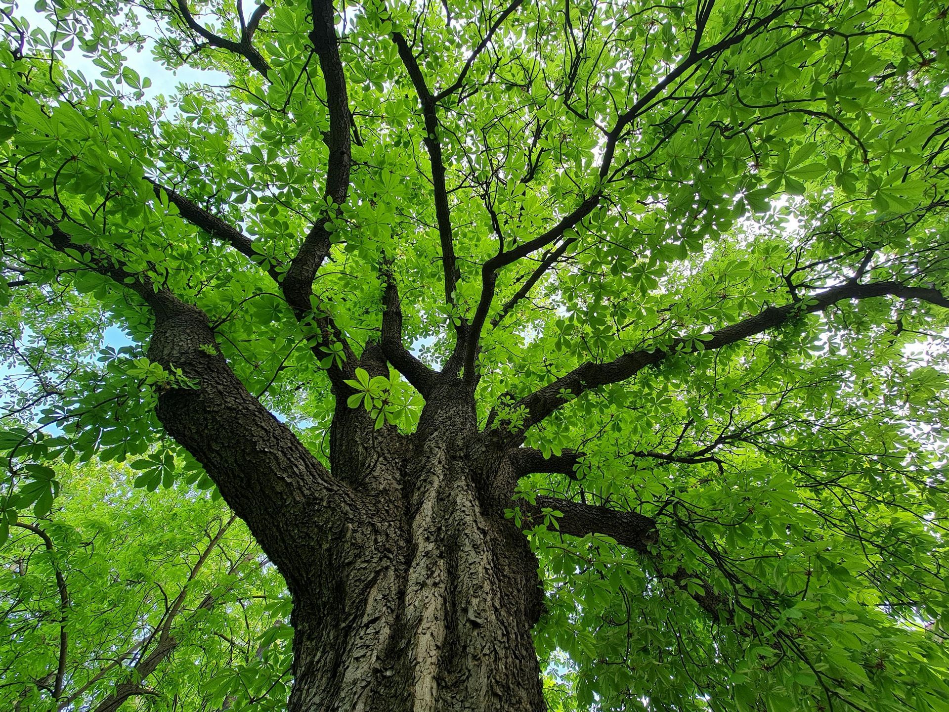 Looking up at a tree with a thick, textured trunk, vibrant green leaves and branches against a blue sky.