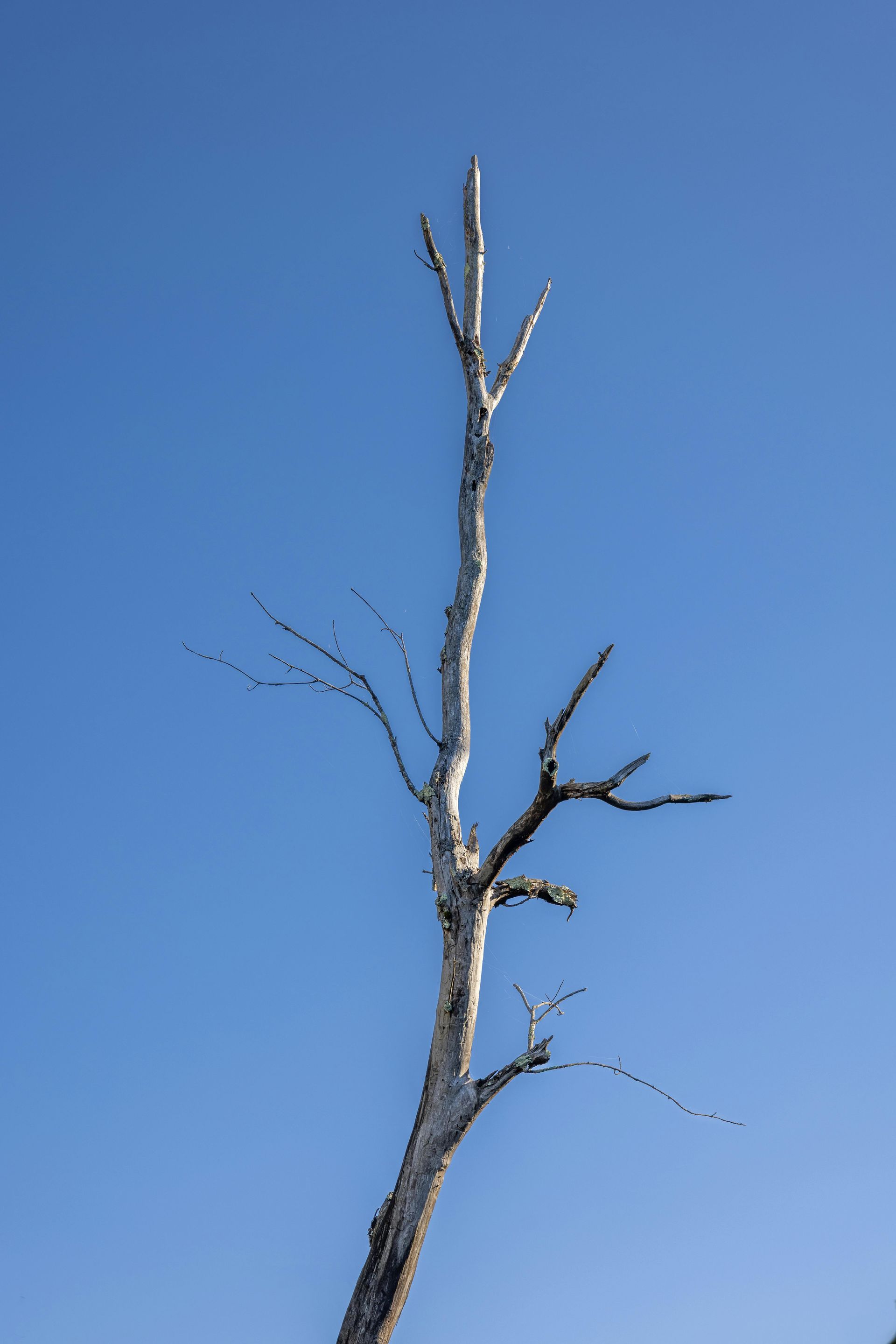 Dead tree trunk and branches against a clear blue sky.