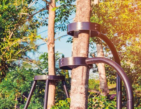 Tree trunk with black metal supports, in a sunny outdoor setting.
