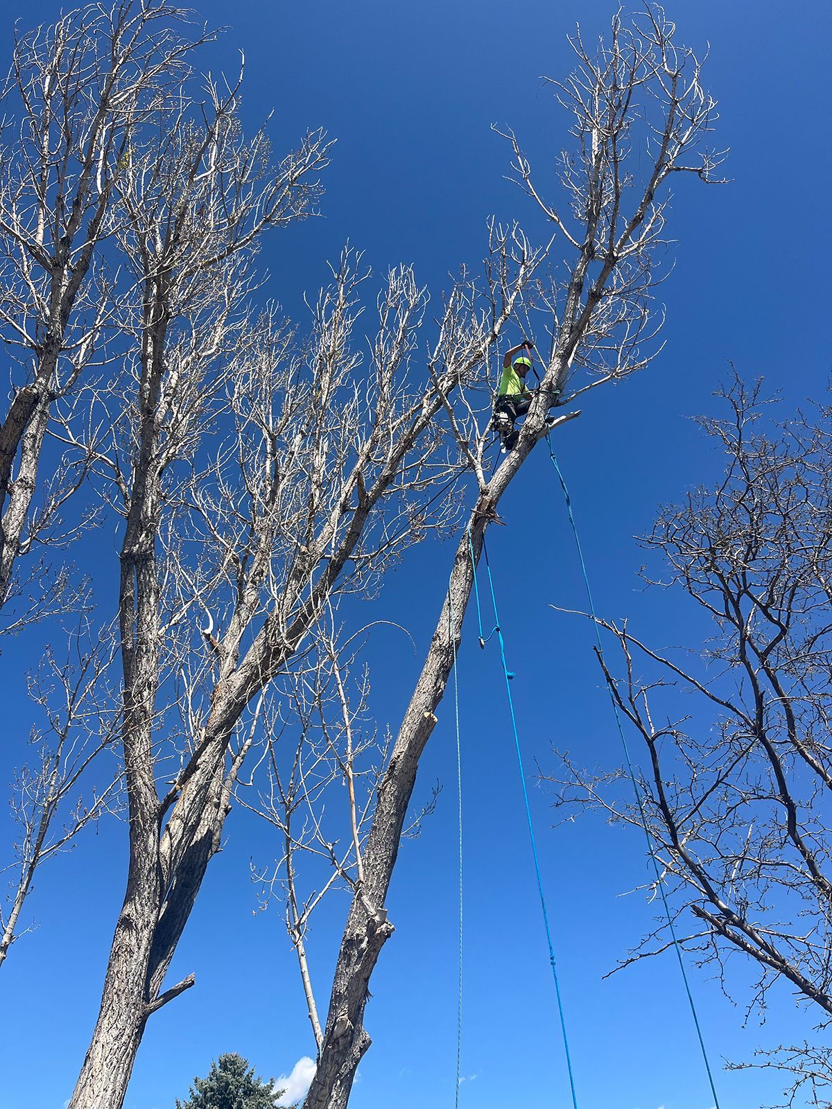 Arborist in a tree, trimming branches. Clear blue sky, safety gear visible.