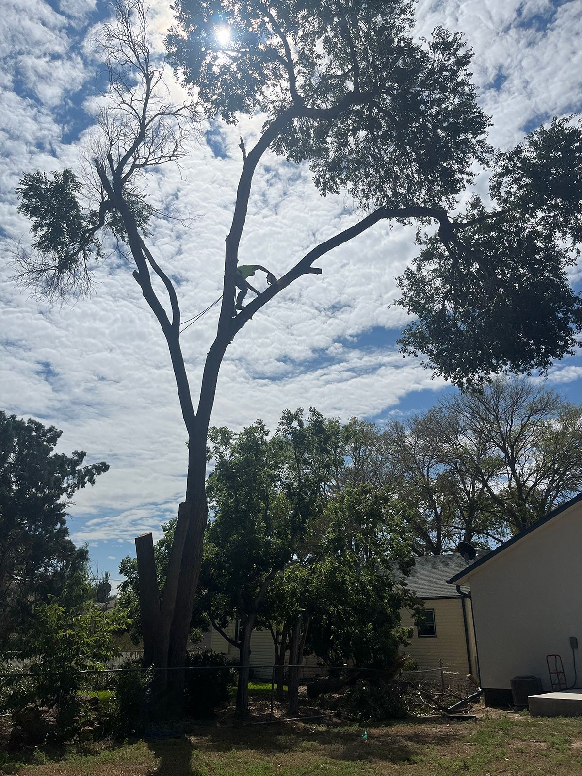 A tall tree being trimmed by a worker in the sunlight against a cloudy sky.