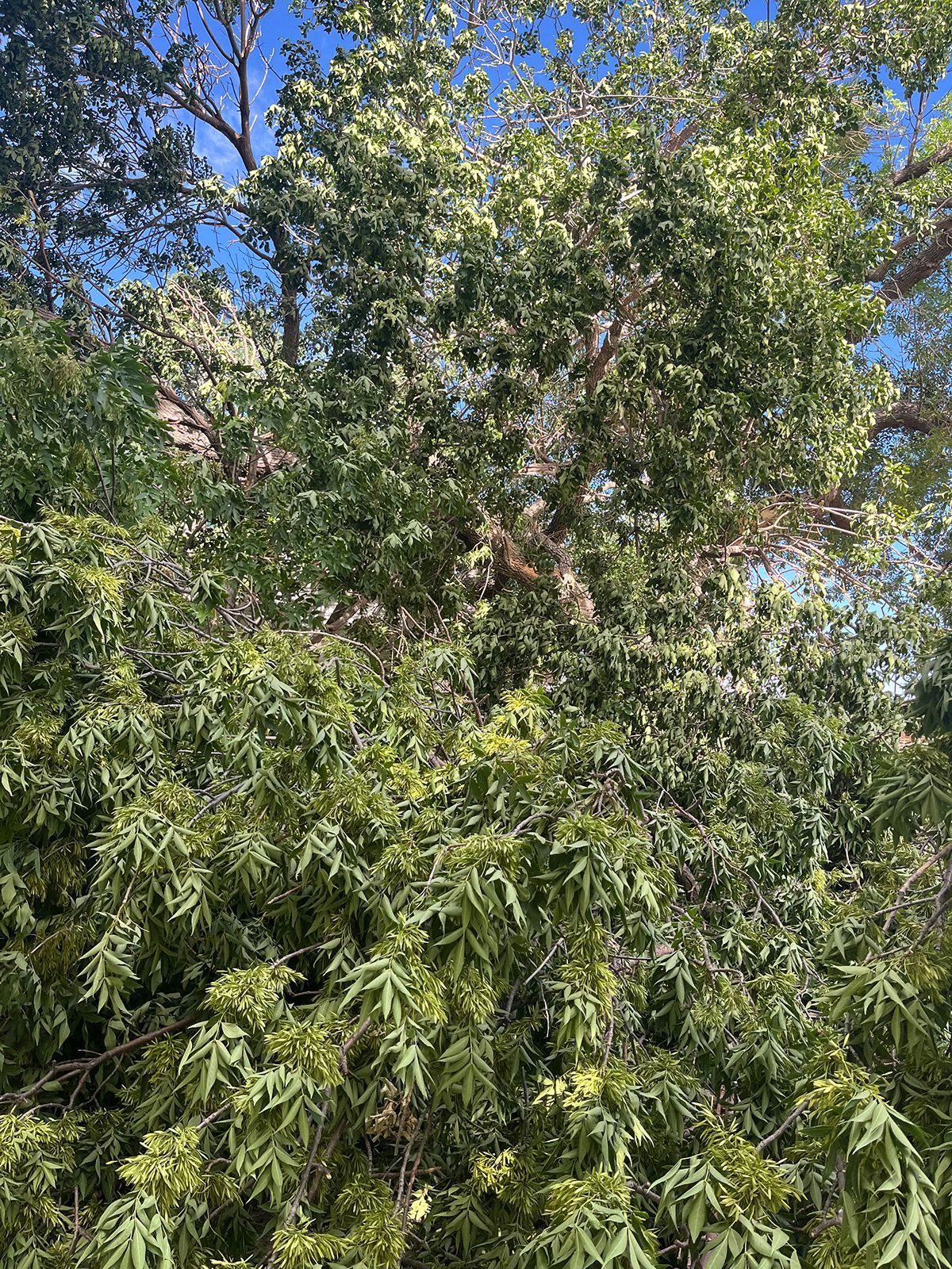 Dense green tree foliage against a bright blue sky.