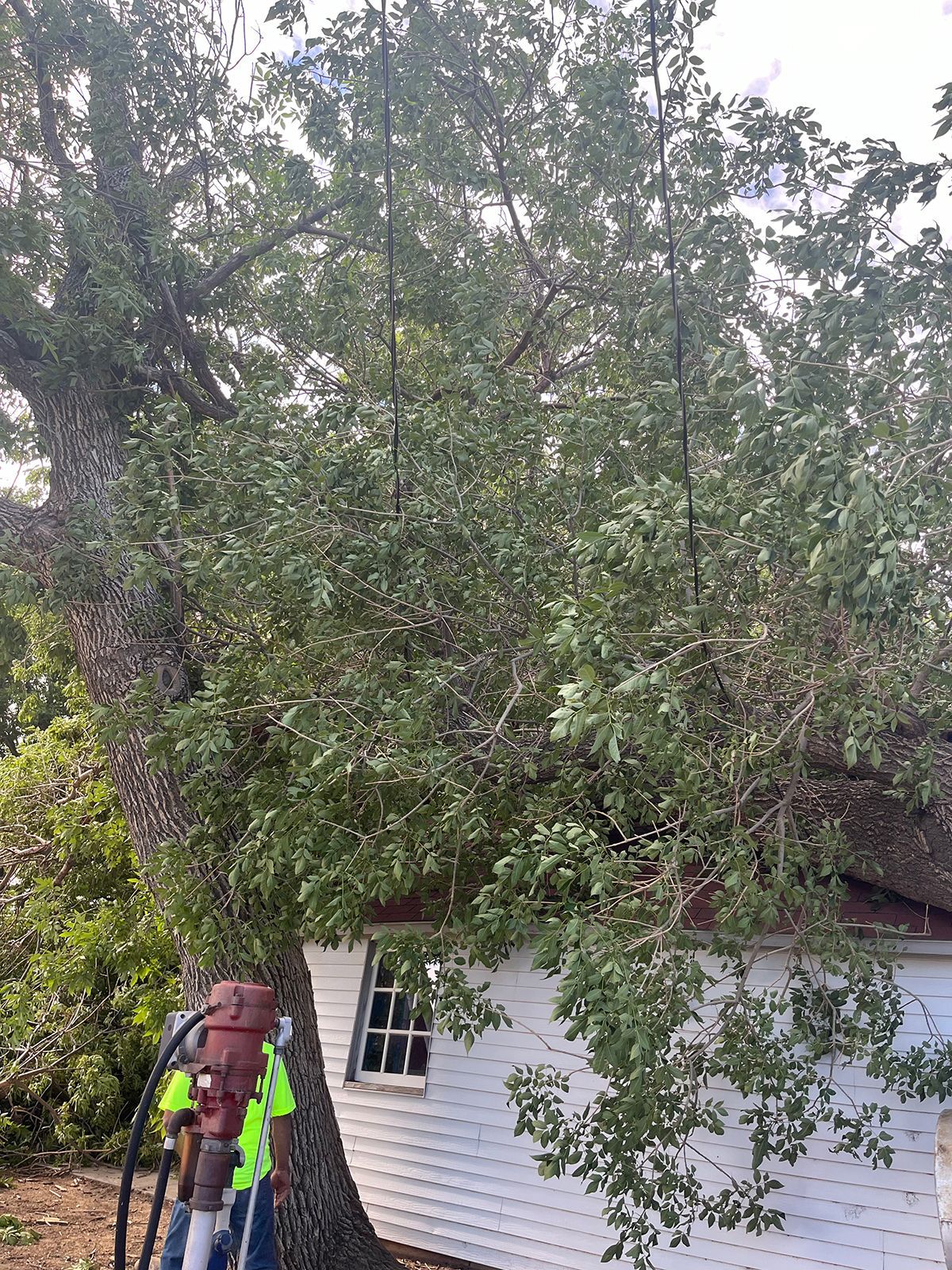 Tree growing into a white building, possibly a shed, with a person operating a chainsaw near the tree.