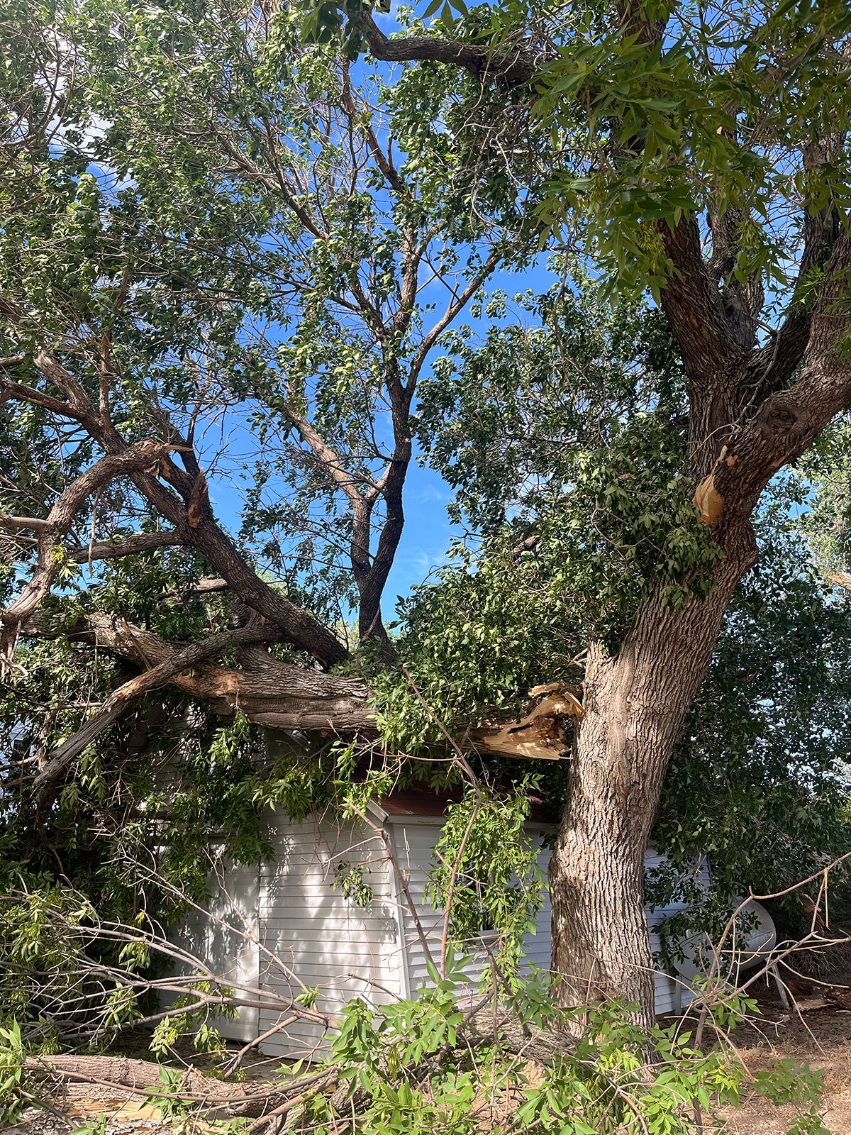 Tree branches on roof of a small white building, blue sky visible.
