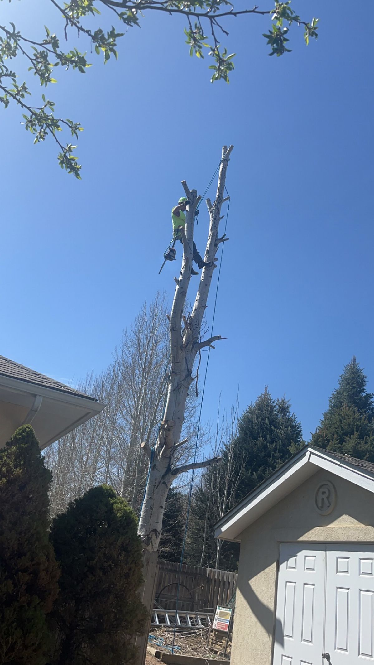 A tree worker is using a chainsaw to trim a tall, bare tree on a sunny day.