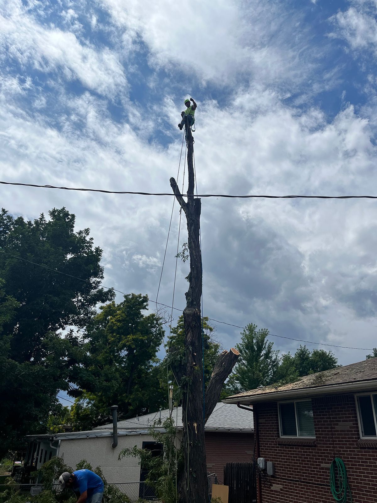 Man atop a tall tree trimming branches near power lines. Blue sky with clouds.