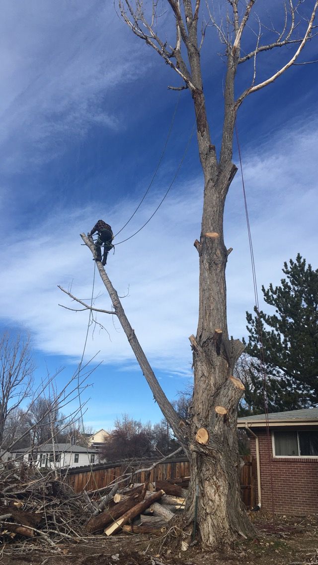 A person is in a tall tree, cutting a branch. The sky is blue with clouds.