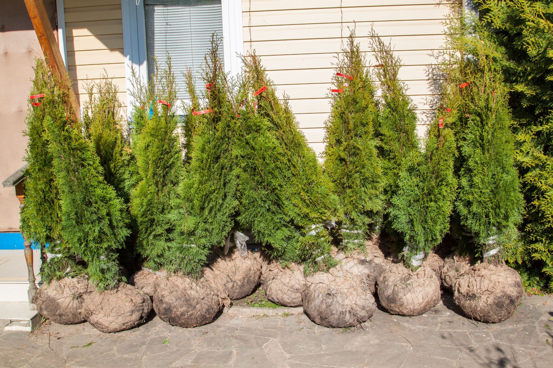 A row of freshly potted green arborvitae trees with brown burlap wrapping on a concrete surface.