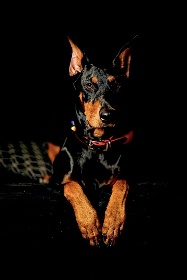 How often do dobermans go best sale into heat