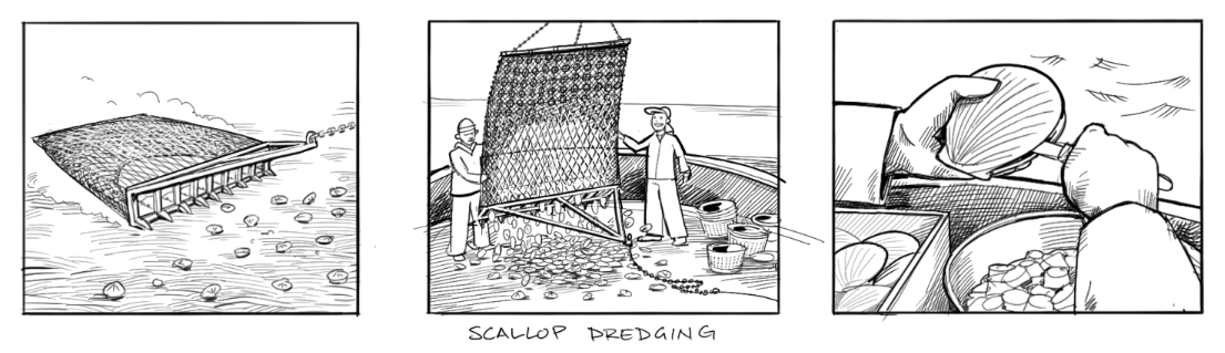 scallop dredging