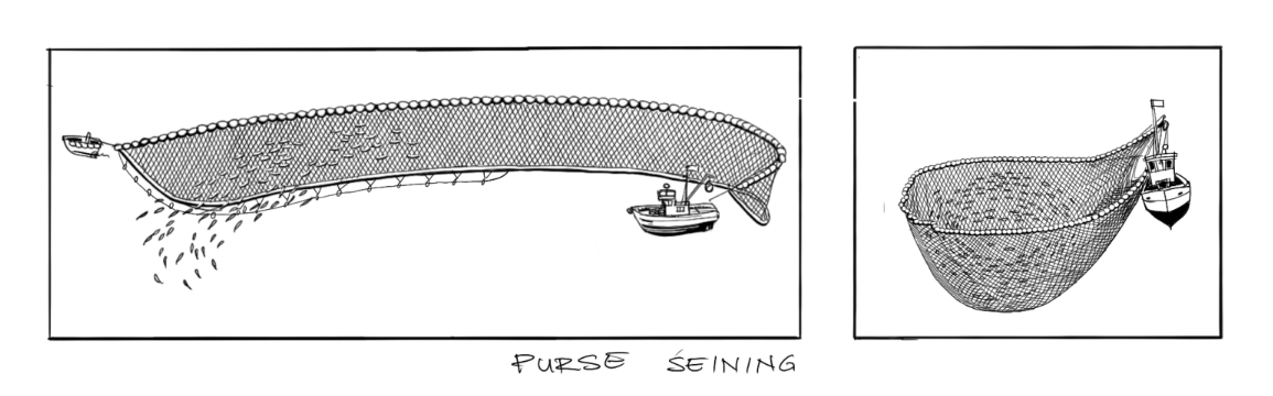 purse seining fishing