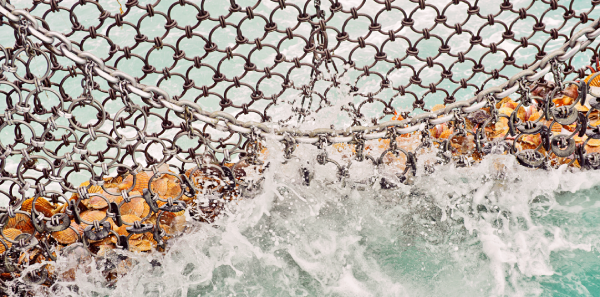 alaska weathervane scallops