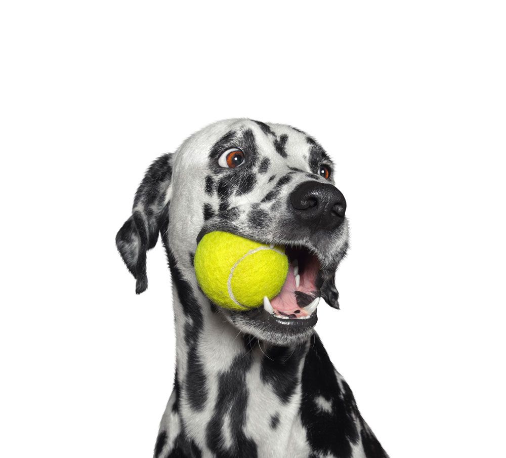 Dalmatian dog with a tennis ball in its mouth, looking excited.