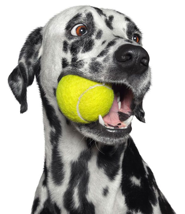 Dalmatian dog with a tennis ball in its mouth, looking excited.