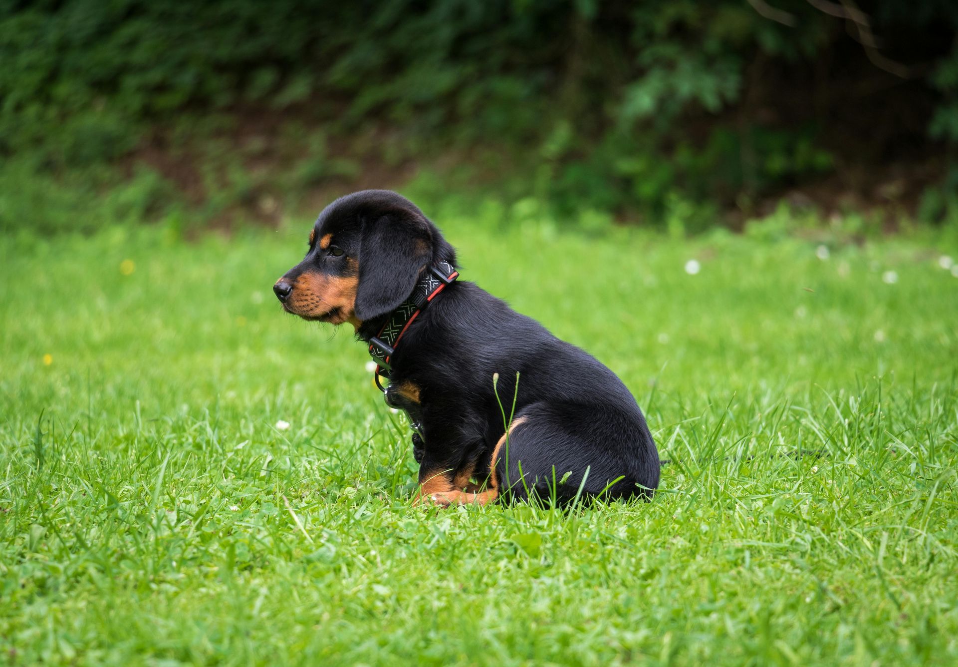 Black and tan puppy sits in green grass, looking left.