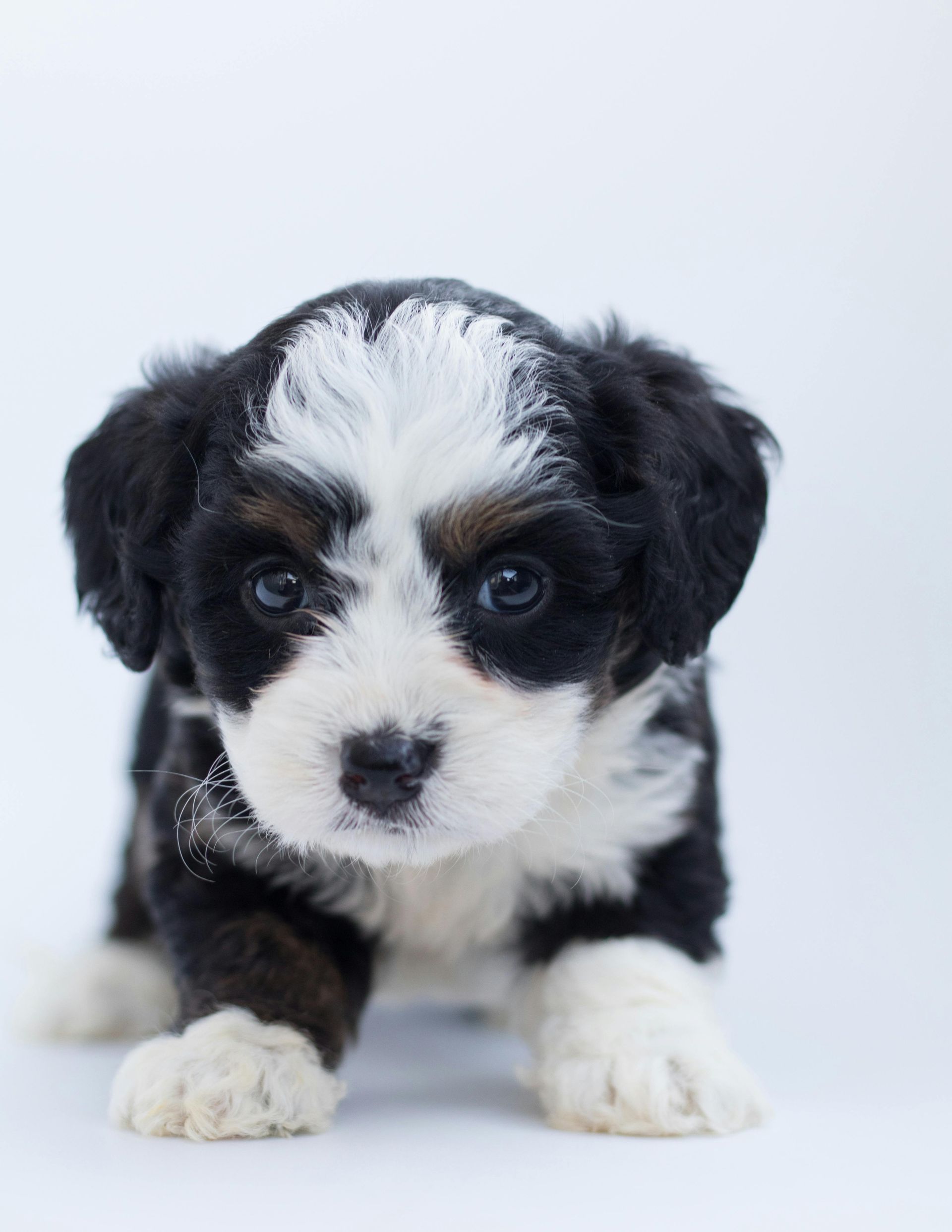Black and white puppy with fluffy fur, looking directly at the viewer with a neutral expression.