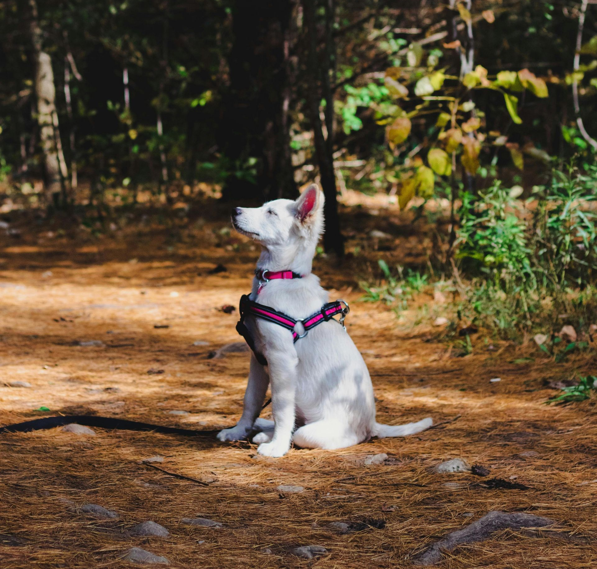 White dog wearing a pink harness sits on a forest path, looking upwards.