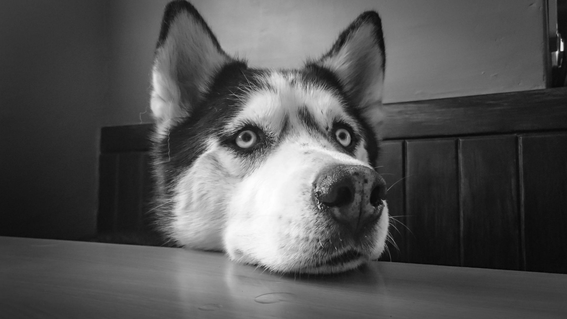 Black and white close-up of a husky dog's head peering over a table. The dog has striking blue eyes and a concerned expression.