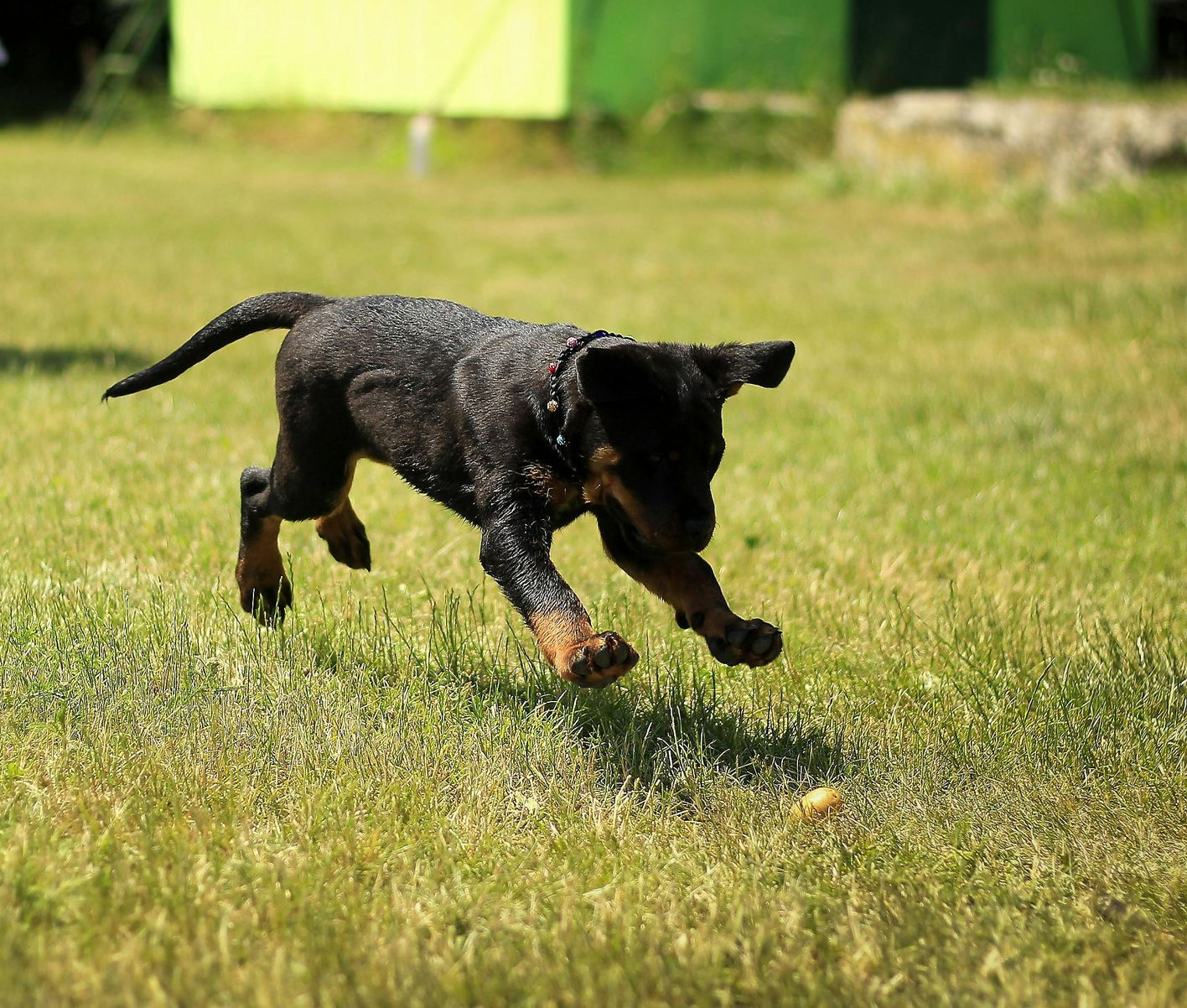 Black dog leaping on green grass towards a small object.