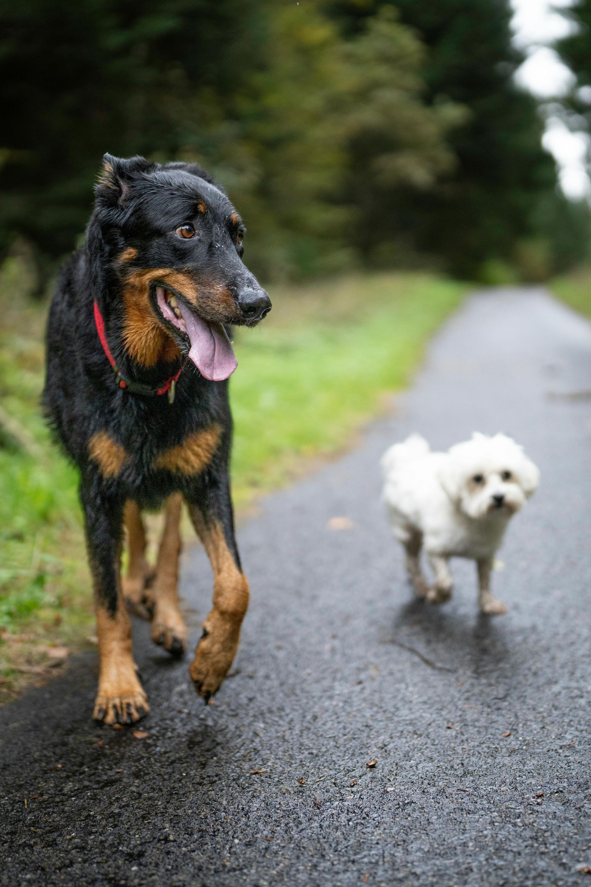 Black and tan dog with pink tongue, walking on wet pavement, white dog in the background on a path lined with greenery.