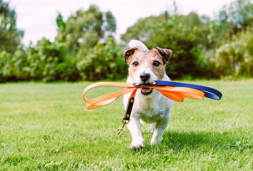 Dog running on grass, holding two leashes in its mouth. Sunny day in park.