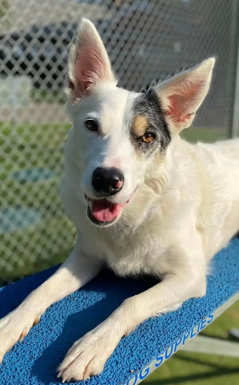 White dog with black patch around eye smiles, lying on a blue board outdoors.