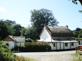 Seasonal plants - Helston, Cornwall - Pixies Hall Pet and Garden Services - Garden Services Garden Services