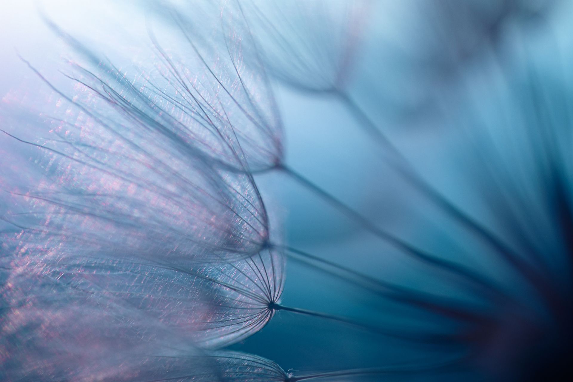 Close-up of fluffy seed heads in shades of blue and purple against a soft, blurred background.