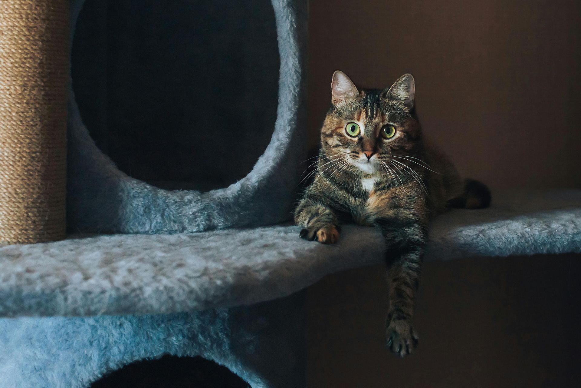 Westbrook Veterinary Surgery